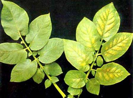 Почему желтеет картофель: причины увядания и засыхания листьев