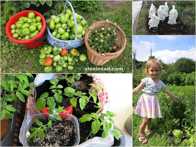 Как сажать, выращивать и формировать куст ампельных томатов