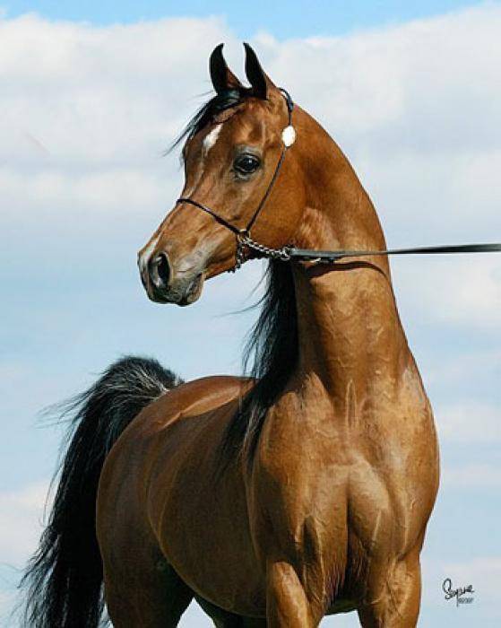 Особенности арабской породы лошадей
