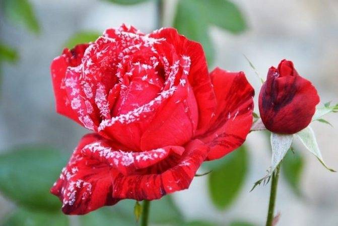 6 самых частых заблуждений об укрытии и подготовке роз к зиме