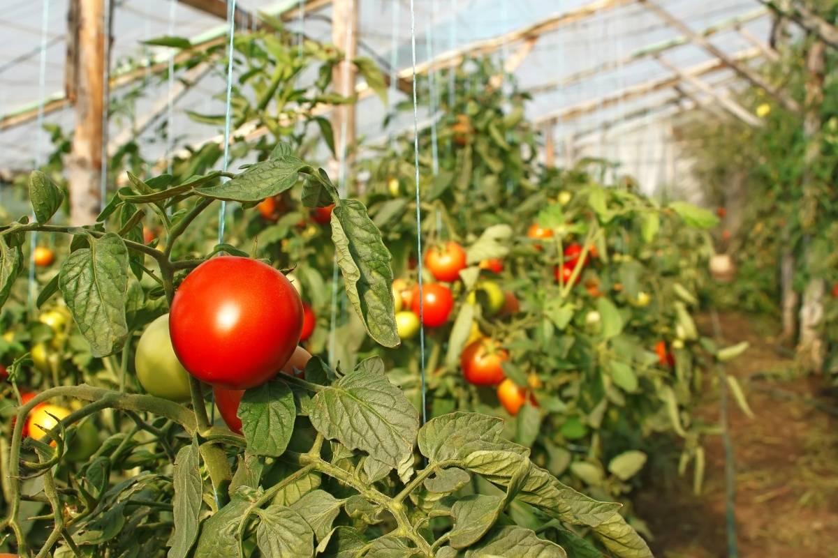 Самые лучшие сорта низкорослых томатов для теплицы из поликарбоната