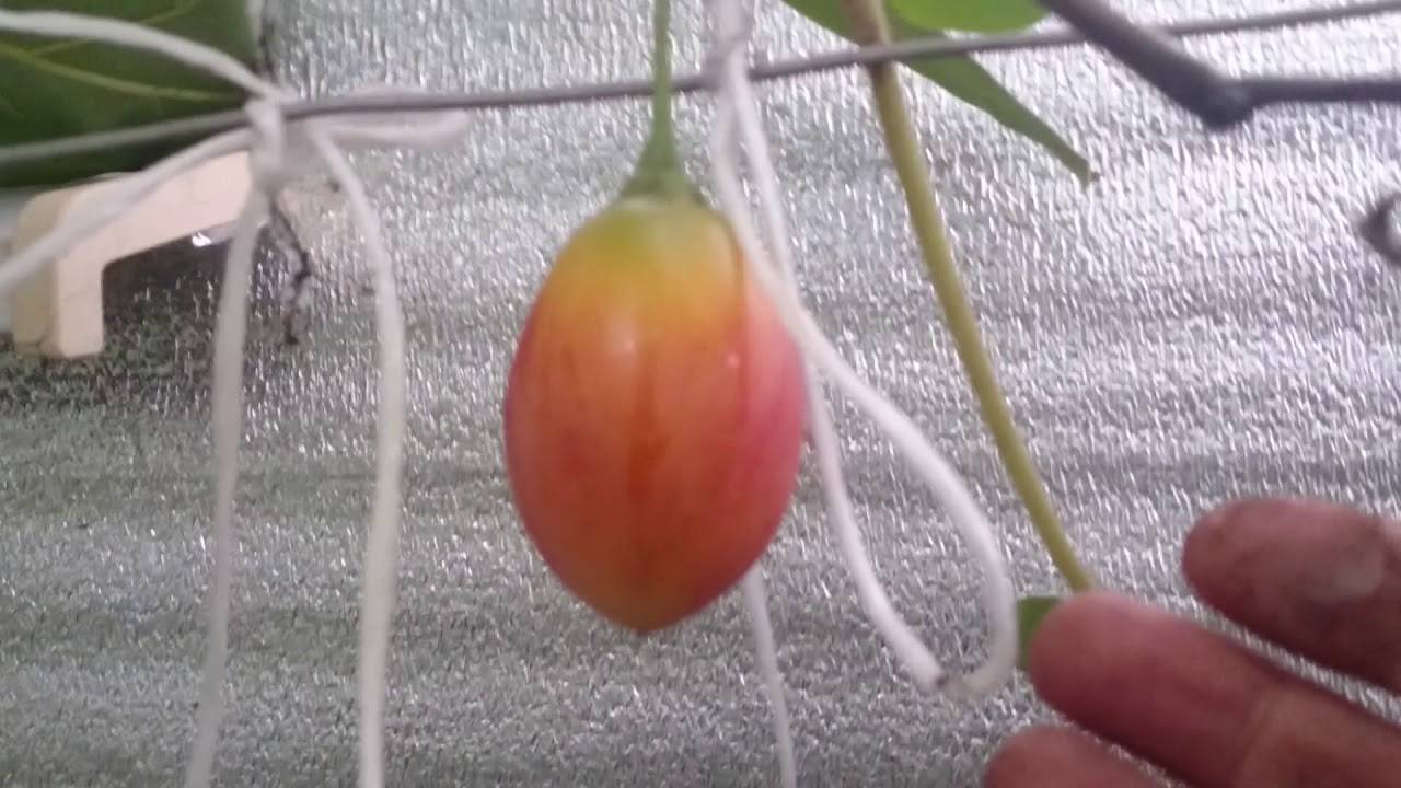 Томатное дерево «цифомандра» — томат ли это?