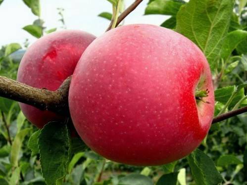 Яблоня голубок алтайский: особенности сорта и ухода
