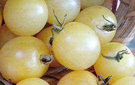 Детерминатный сорт томата «фатима»: фото, отзывы, описание, характеристика, урожайность