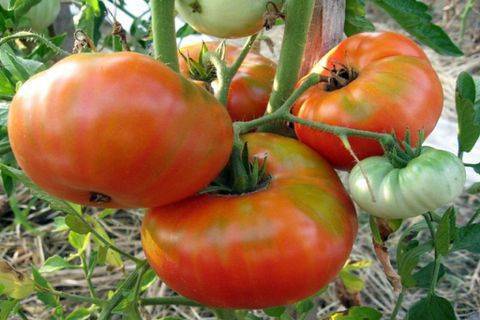 Описание сорта томата бычий глаз и его характеристики