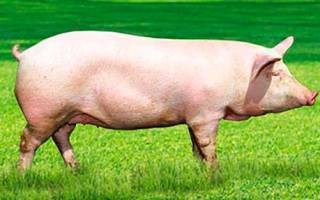 Как знать и определить сколько весит свинья, таблица по размерам