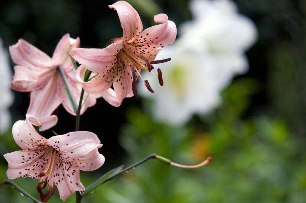 Лилии – классификация и выращивание