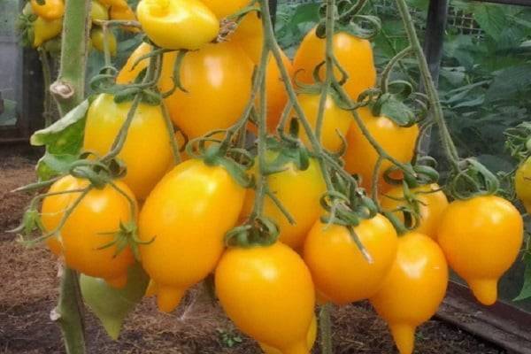 Описание сорта томата золотая канарейка и его характеристики
