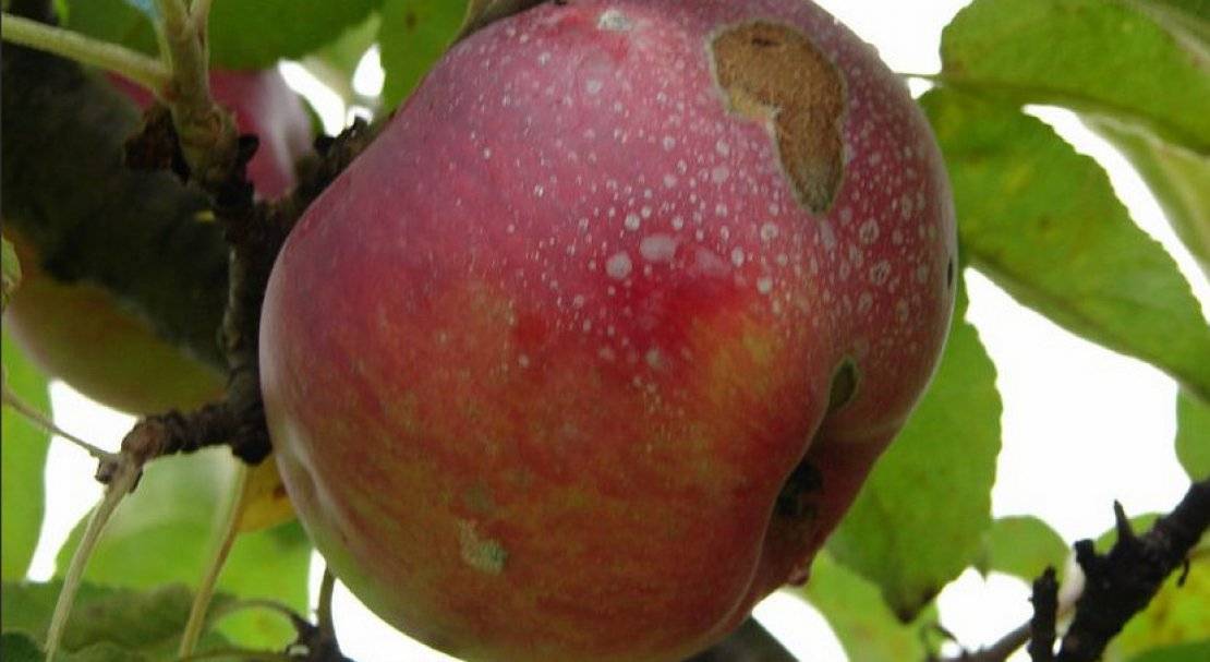 Описание и характеристика сорта яблок спартан