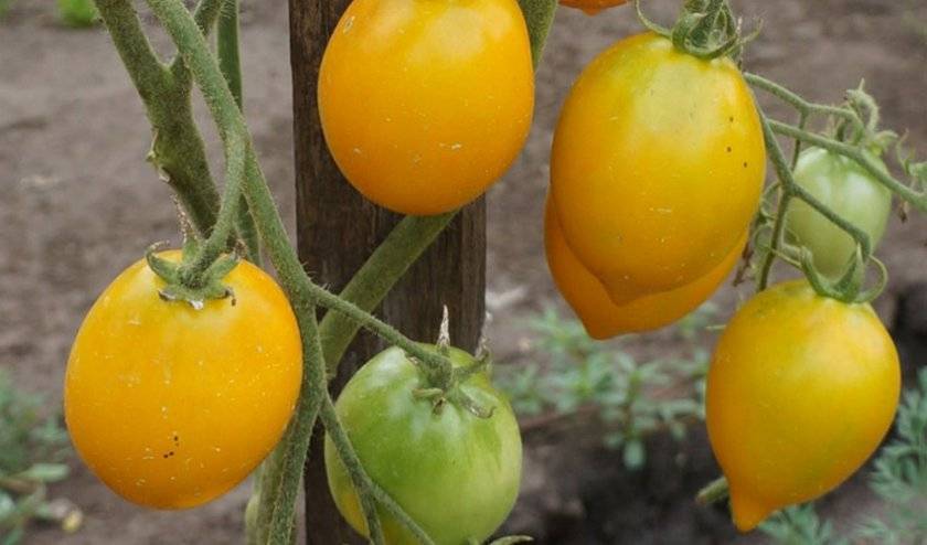 Прекрасные показатели продуктивности и вкуса — томат сладкое чудо: описание и характеристики сорта
