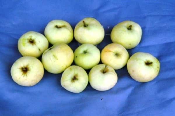 Боровинка — сорт яблок, популярный в россии и за рубежом