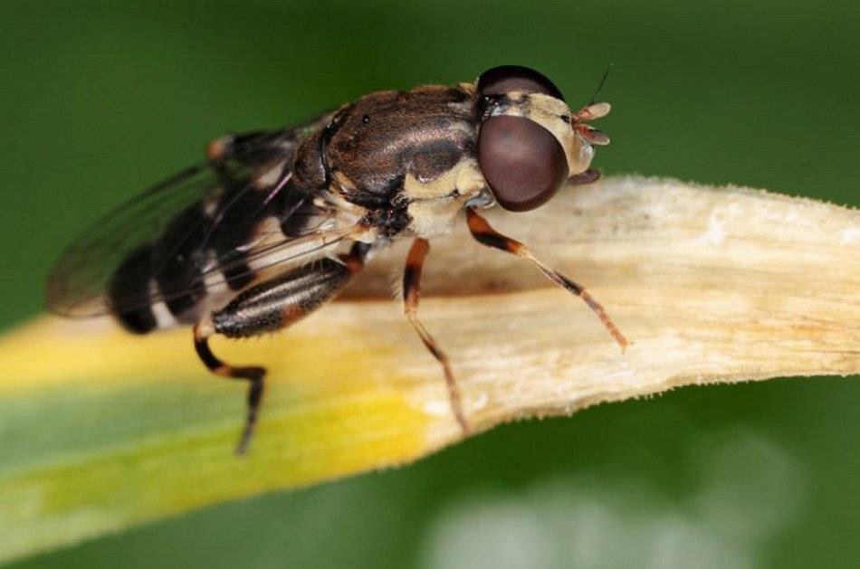 Луковая муха: как с ней бороться
