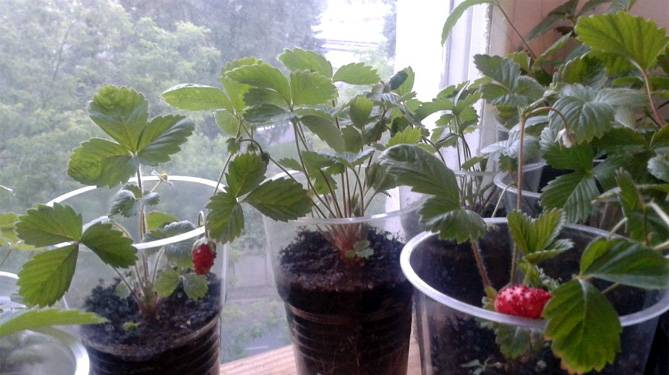 Как из ягоды клубники получить семена