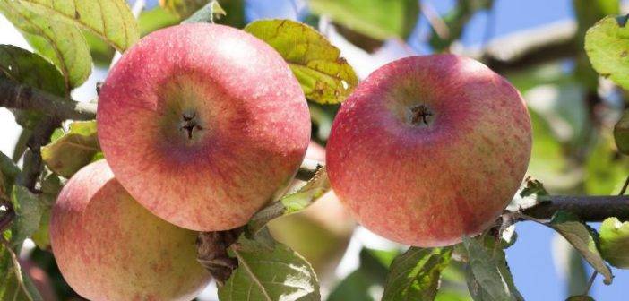 О яблоне орловим: описание и характеристики сорта, посадка и уход