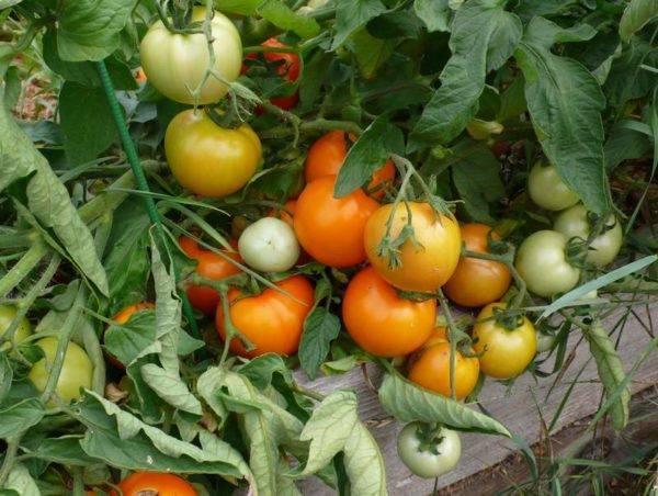 Описание сорта томата Жар-птица, особенности выращивания и урожайность