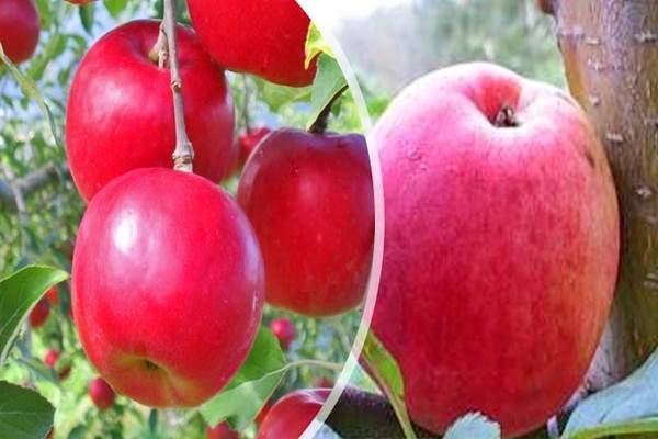 Вкусные и красивые плоды, идеальные для приготовления сока — яблоки сорта ароматный