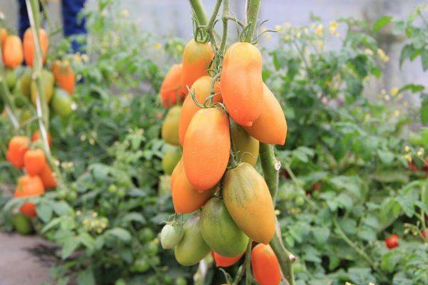 Описание сорта томатов «чухлома»: товарные качества, вкус, урожайность
