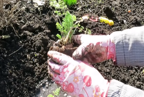 Как посеять морковь, чтобы потом не прореживать: советы и хитрости для дачников