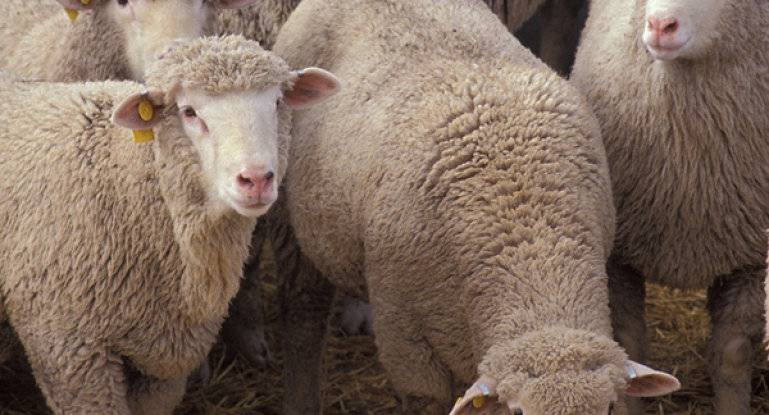 Какие овцы самые крупные в мире?