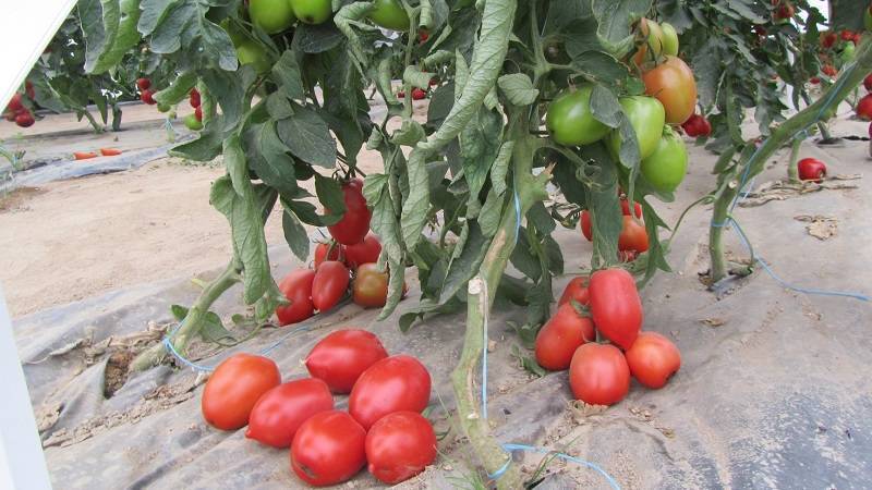 Очень редкий и не обычный томат — ворлон: описание помидоров и советы по их выращиванию