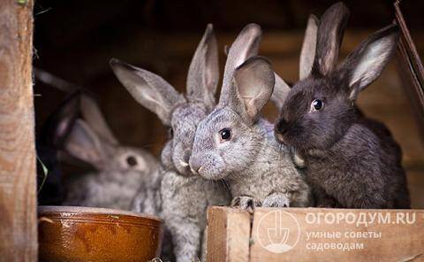 Профилактика и лечение ушного клеща у кроликов