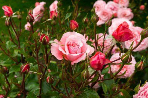 Как сохранить розы зимой в саду, чем укрыть, надо ли обрезать?