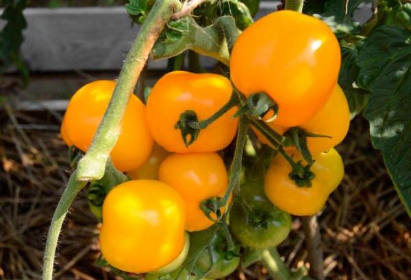 Золотые сорта томатов  — сладкие и вкусные