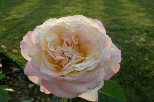 Чайно гибридные розы: популярные сорта, советы по посадке и уходу