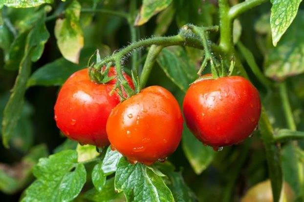 Яркий томат в вашей теплице: подробное описание сорта хохлома, правила ухода, отзывы