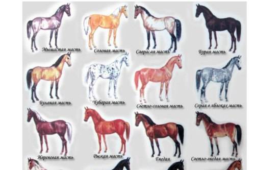 Названия пород лошадей тяжеловозов, их описание и характеристика, где применяют