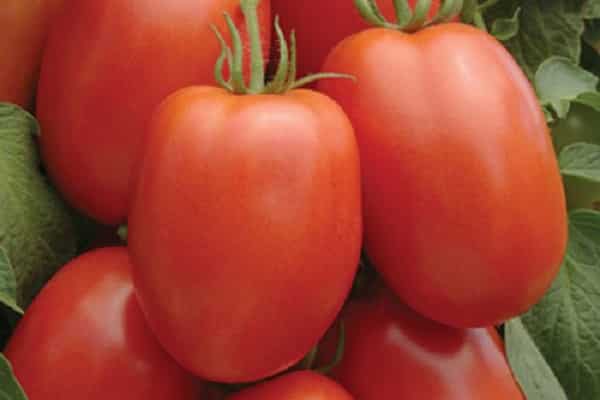 Описание сибирского сорта томата Барнаульский консервный и его характеристики