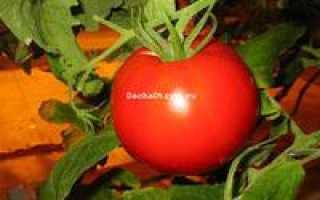 Созданный отечественными селекционерами гибрид, дающий шикарный урожай – томат «евпатор»