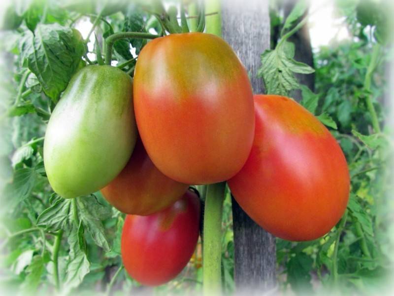 Разновидности сорта томата шедевр, его описание и урожайность