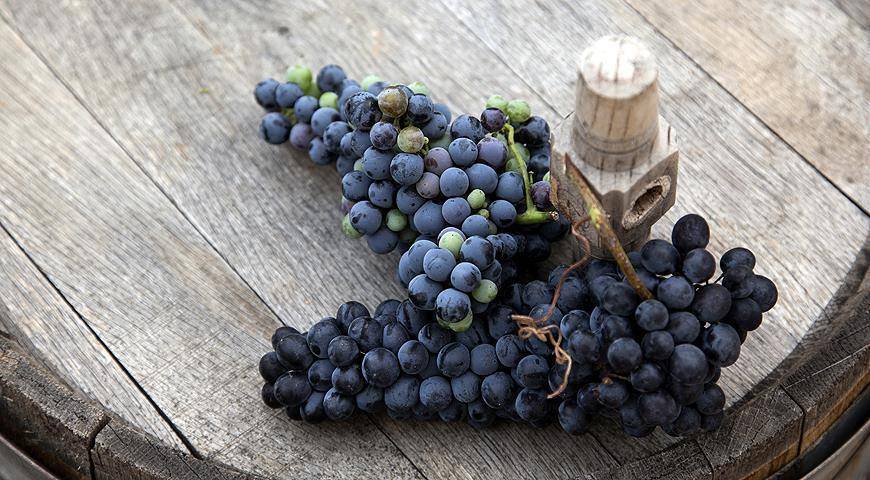 Рейтинг сортов винограда используемых для вина. топ