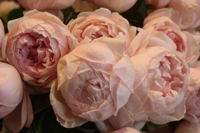 Пионовидная роза: что это такое и как называется, а также фото кустового цветка, белые, красные, бордовые сорта джульетта и другие, размножение и уход за саженцами