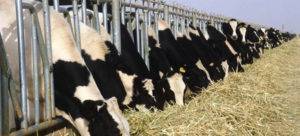 Как лечить оспу у коровы на вымени