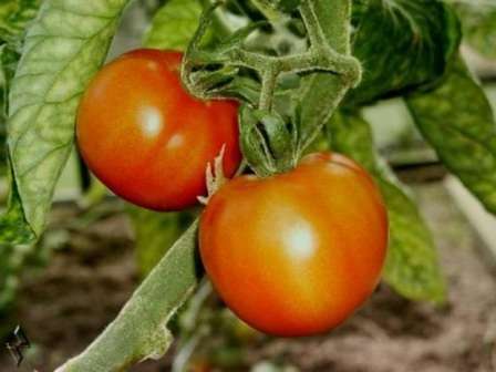 Описание сибирского раннеспелого томата грунтовый грибовский и правила выращивания сорта
