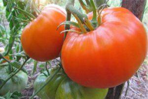 Даст поздний урожай, но оправдает ожидания — томат «андреевский сюрприз»