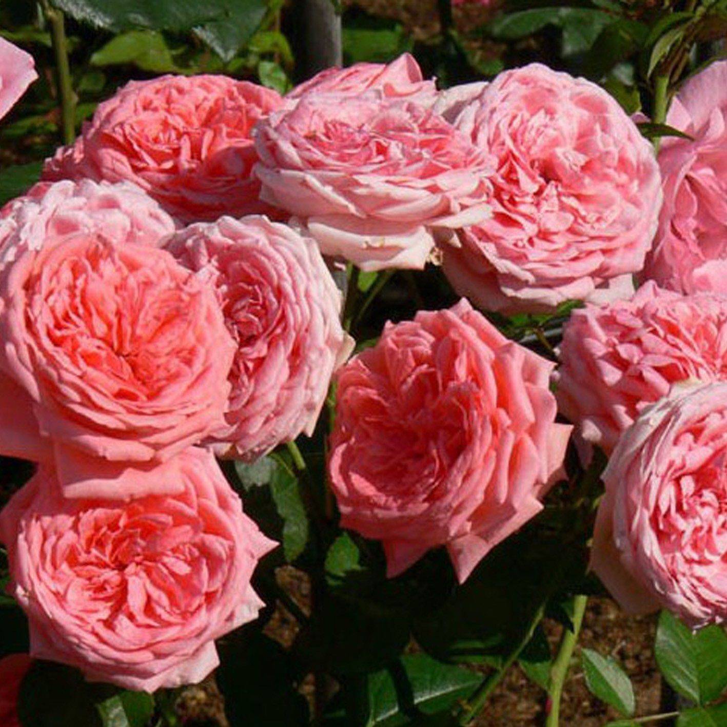Роза августа луиза (augusta luise) — характеристики сорта
