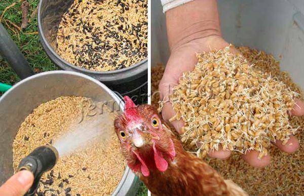 Как прорастить пшеницу для кур?