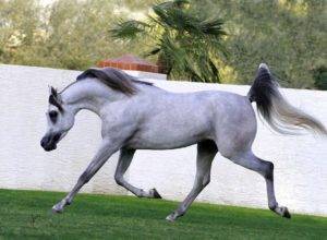 Лошадь фризской породы: особенности внешнего вида, характера и содержания