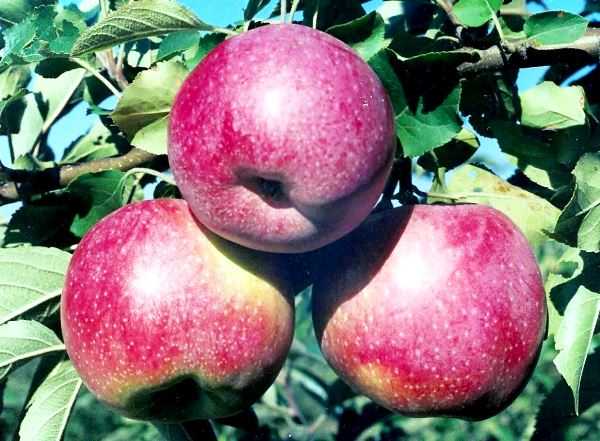 Описание и характеристики яблонь сорта глостер, правила посадки и выращивания
