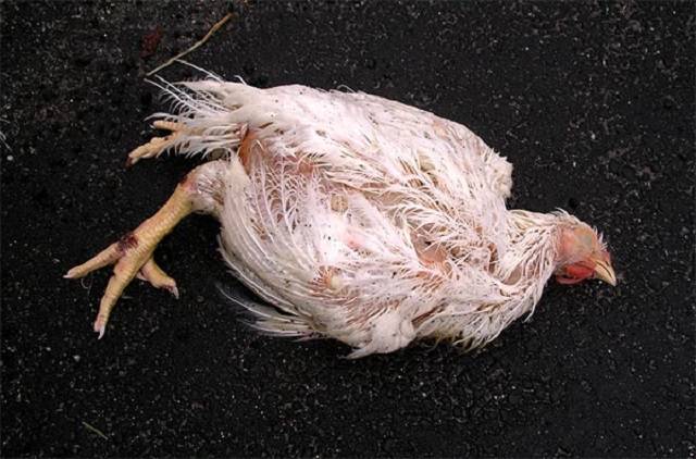 Как избежать убытков в птицеводстве? инфекционные заболевания кур, их симптомы и подходящее лечение