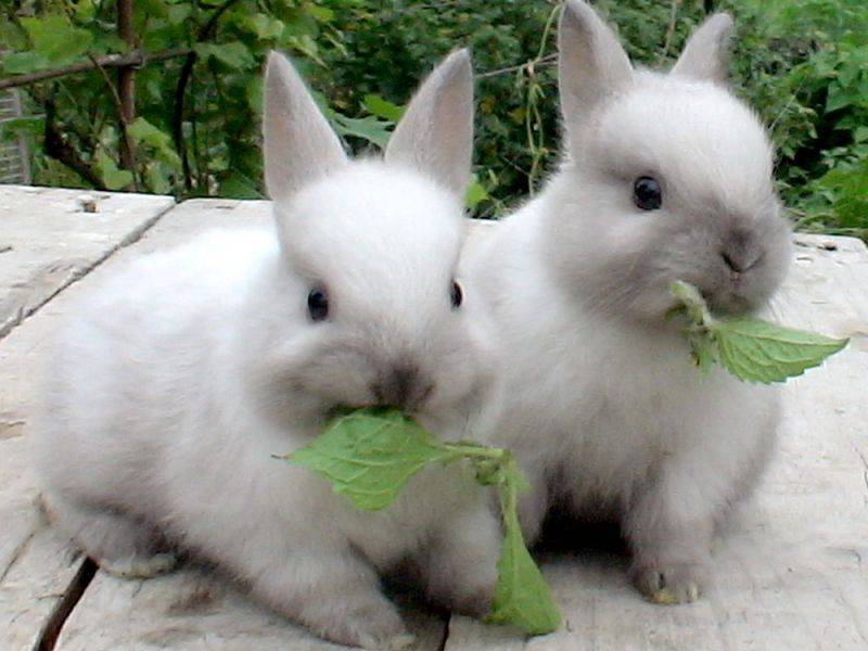 Чем кормить кроликов: корма и условия кормления