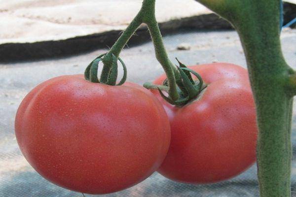 Описание томата фенда, особенности его выращивания