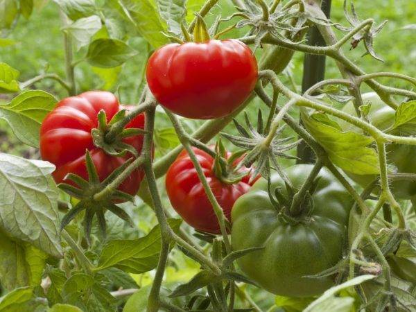 Расскажем и покажем как выращивать томат «взрыв» и что делать, чтобы получить богатый урожай помидоров