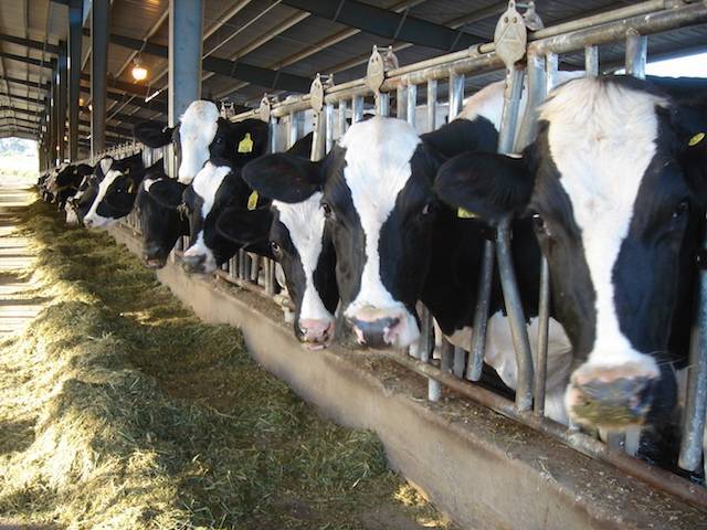 Рацион питания коров: что нужно для высокой продуктивности скота