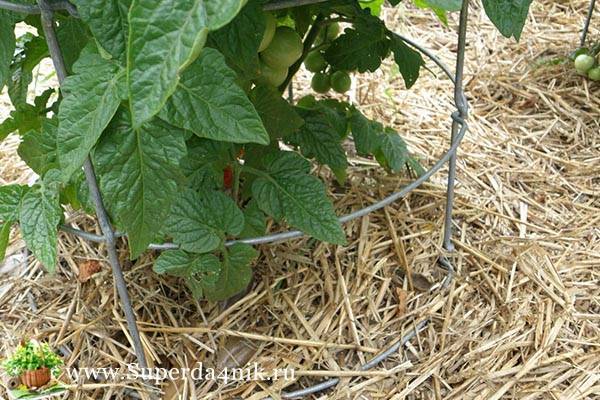 Мульчирование томатов: шаг к высокому урожаю