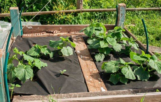 Посадка огурцов: гид для начинающих и секреты первого удачного урожая