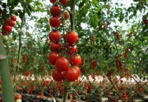 Топ-6 лучших способов выращивания рассады помидоров. варианты посадки и полезные советы